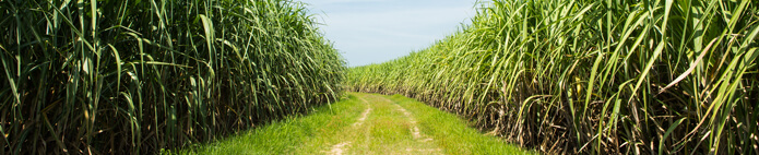 Regulations for the sugar and energy sector enters into force